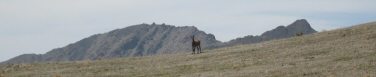 Trail Companion